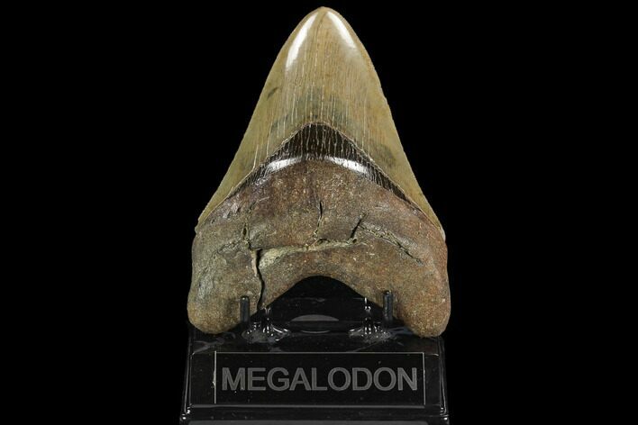 Serrated, Fossil Megalodon Tooth - South Carolina #129449